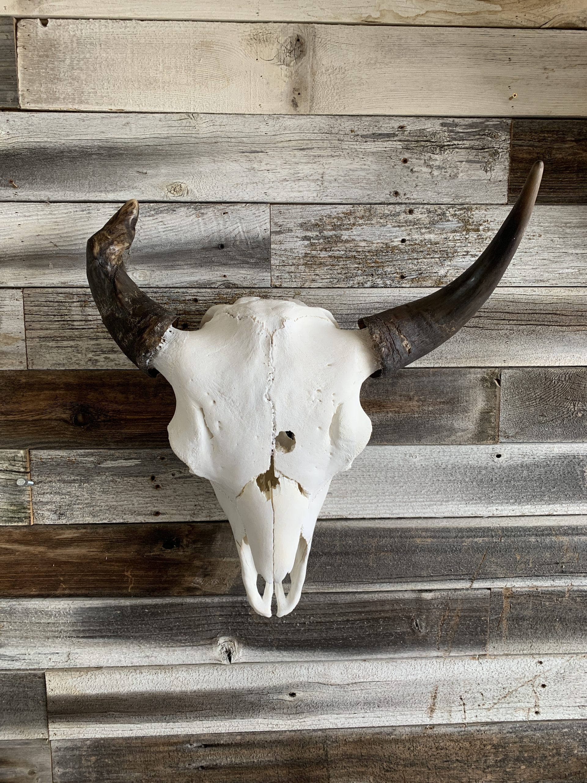 Skull Cleaning – Sweetwater Taxidermy